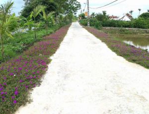 Ngỡ ngàng những con đường hoa rực rỡ làng quê Nam Định